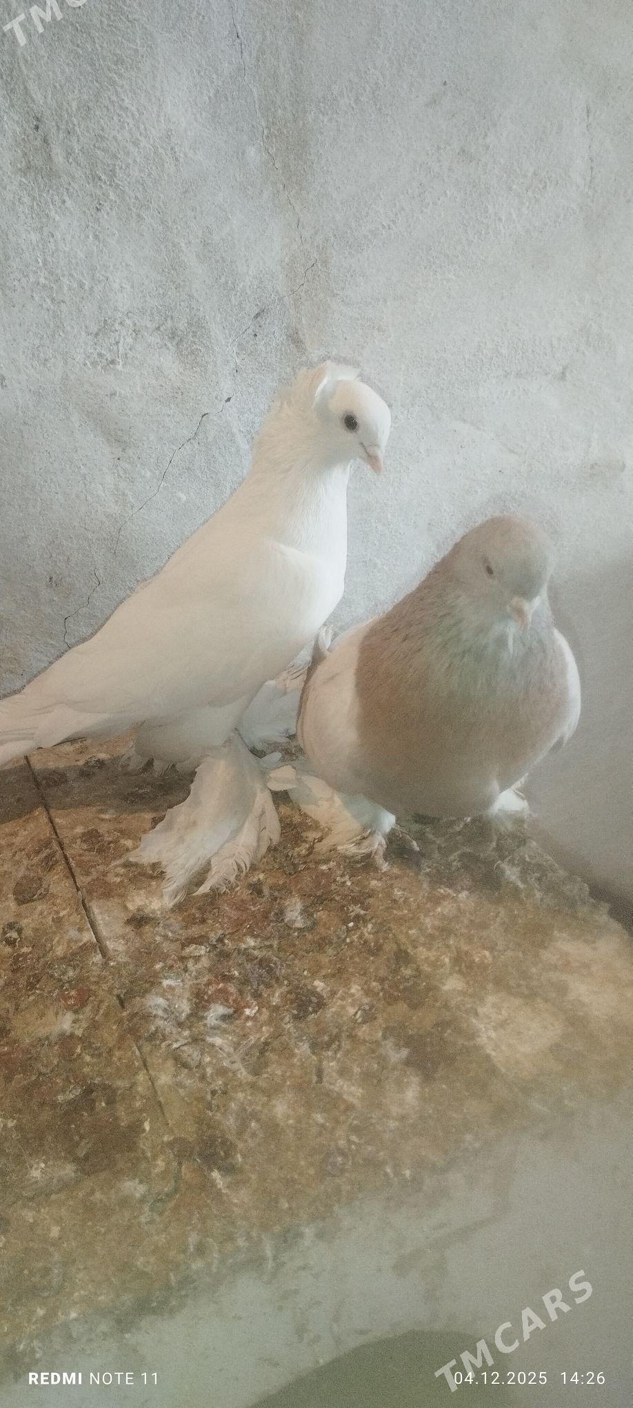 Kepderi - Murgap - img 4