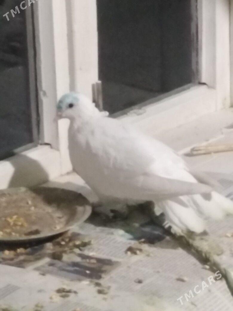 Kepder - Türkmenabat - img 2