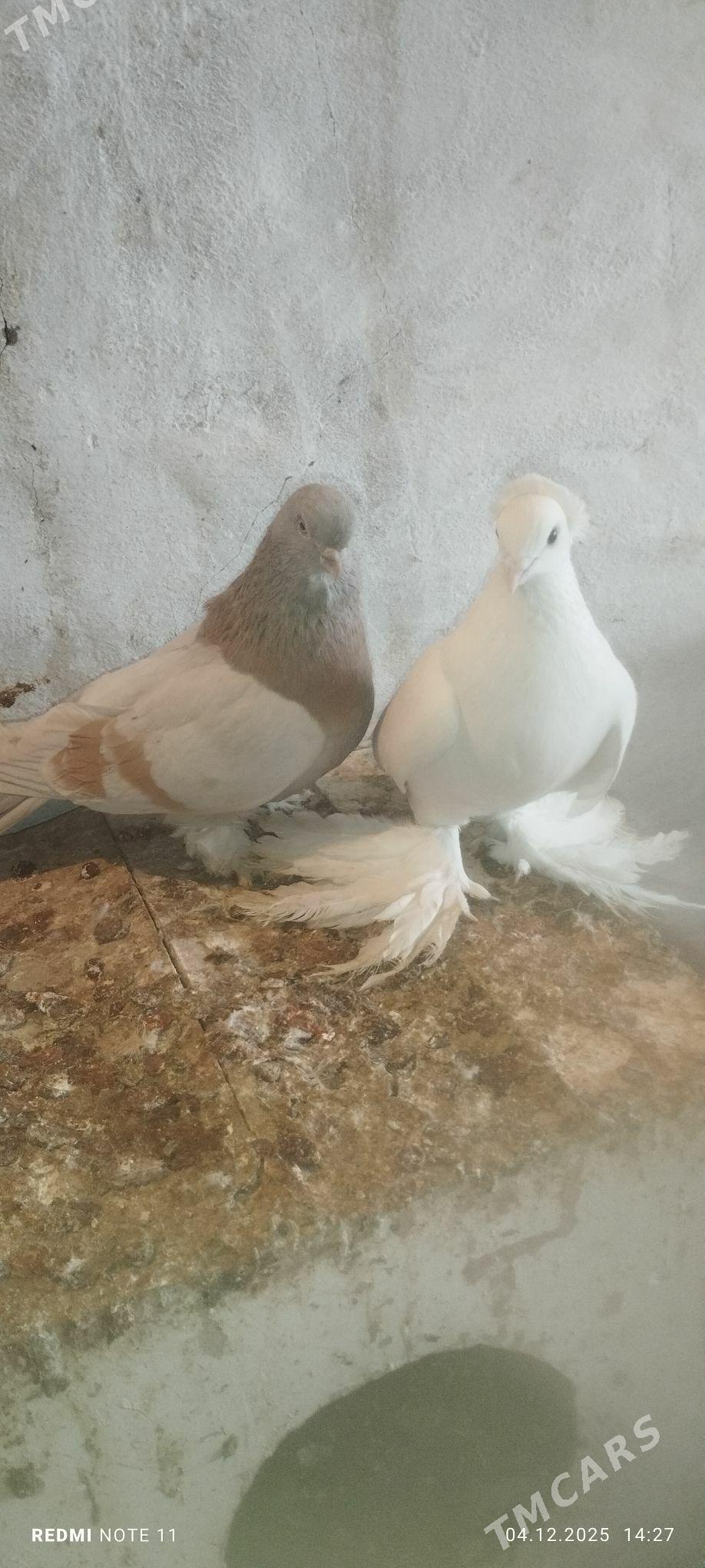 Kepderi - Murgap - img 3