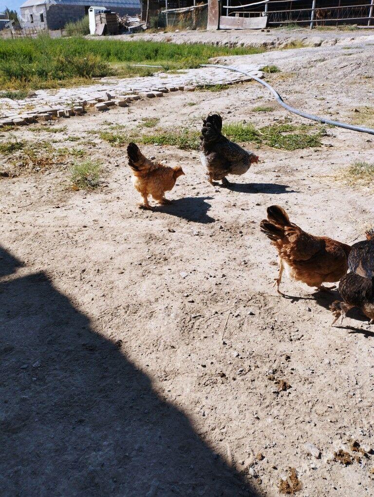 ХОВЛА СЕРЕТМЕЛИ - Gökdepe - img 2