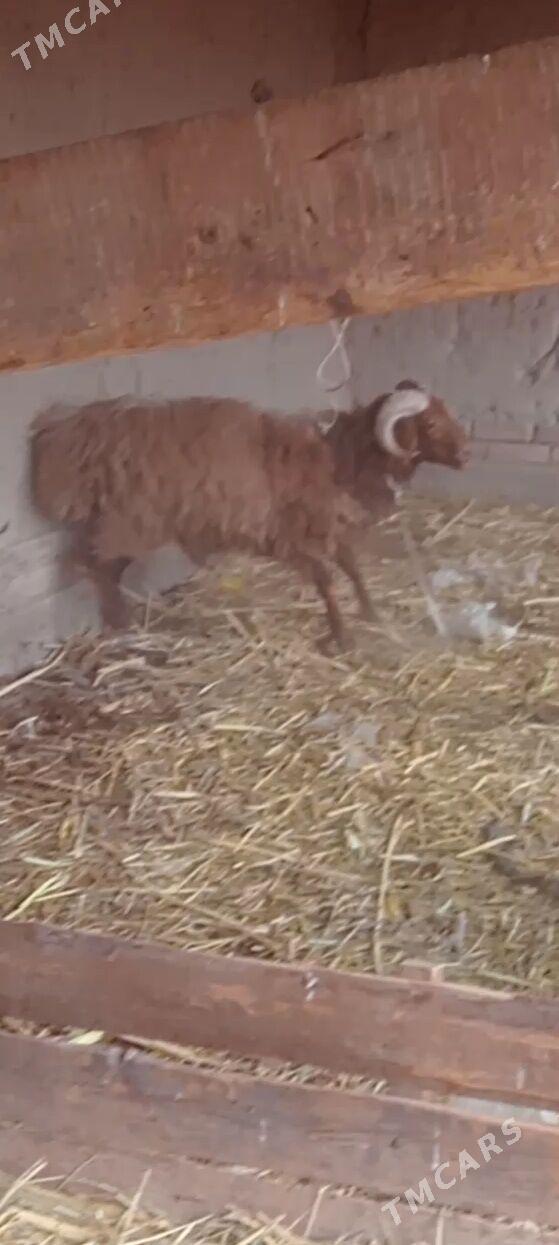 kamar guzy - Сейди - img 2