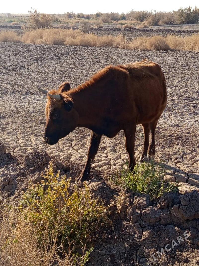 bogaz sygyr - Теджен - img 2