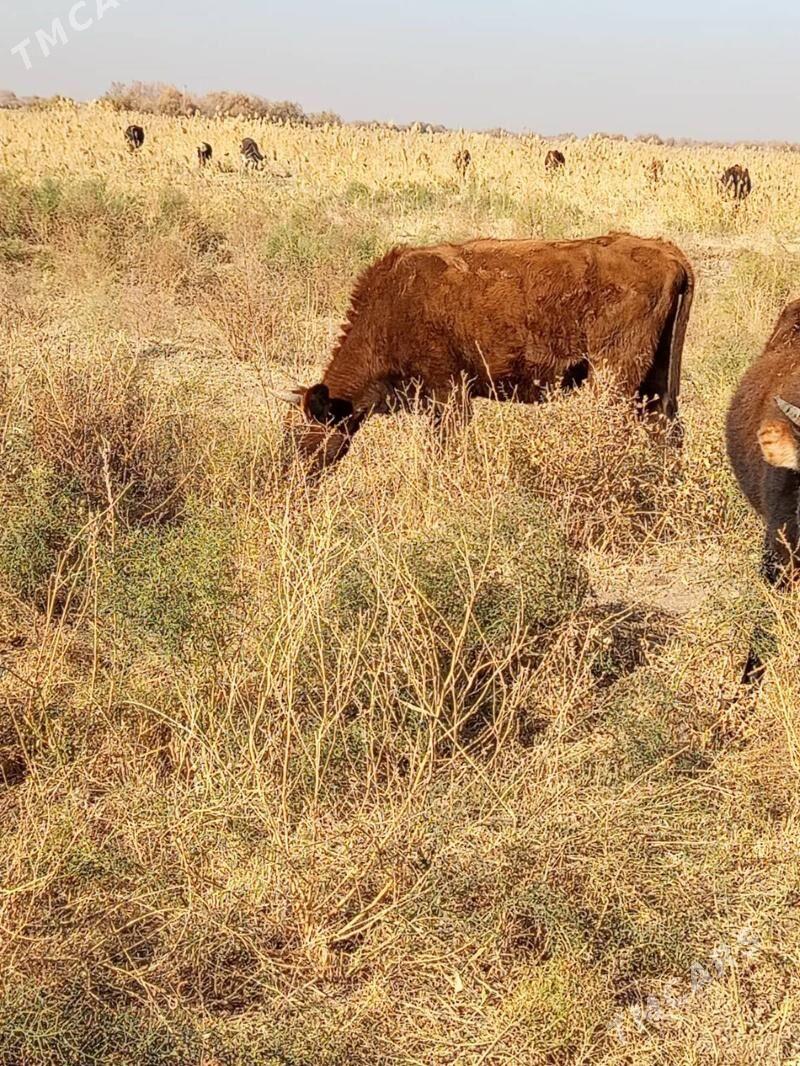 bogaz sygyr - Теджен - img 3