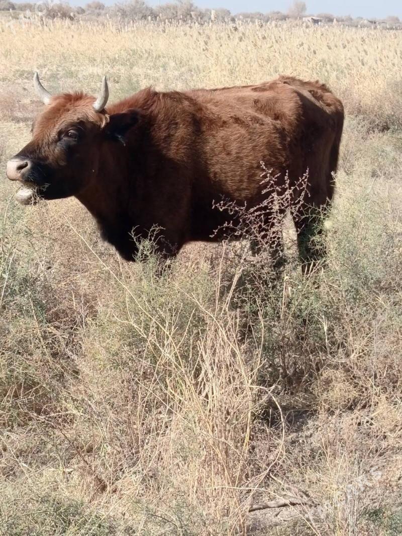 bogaz sygyr - Теджен - img 4