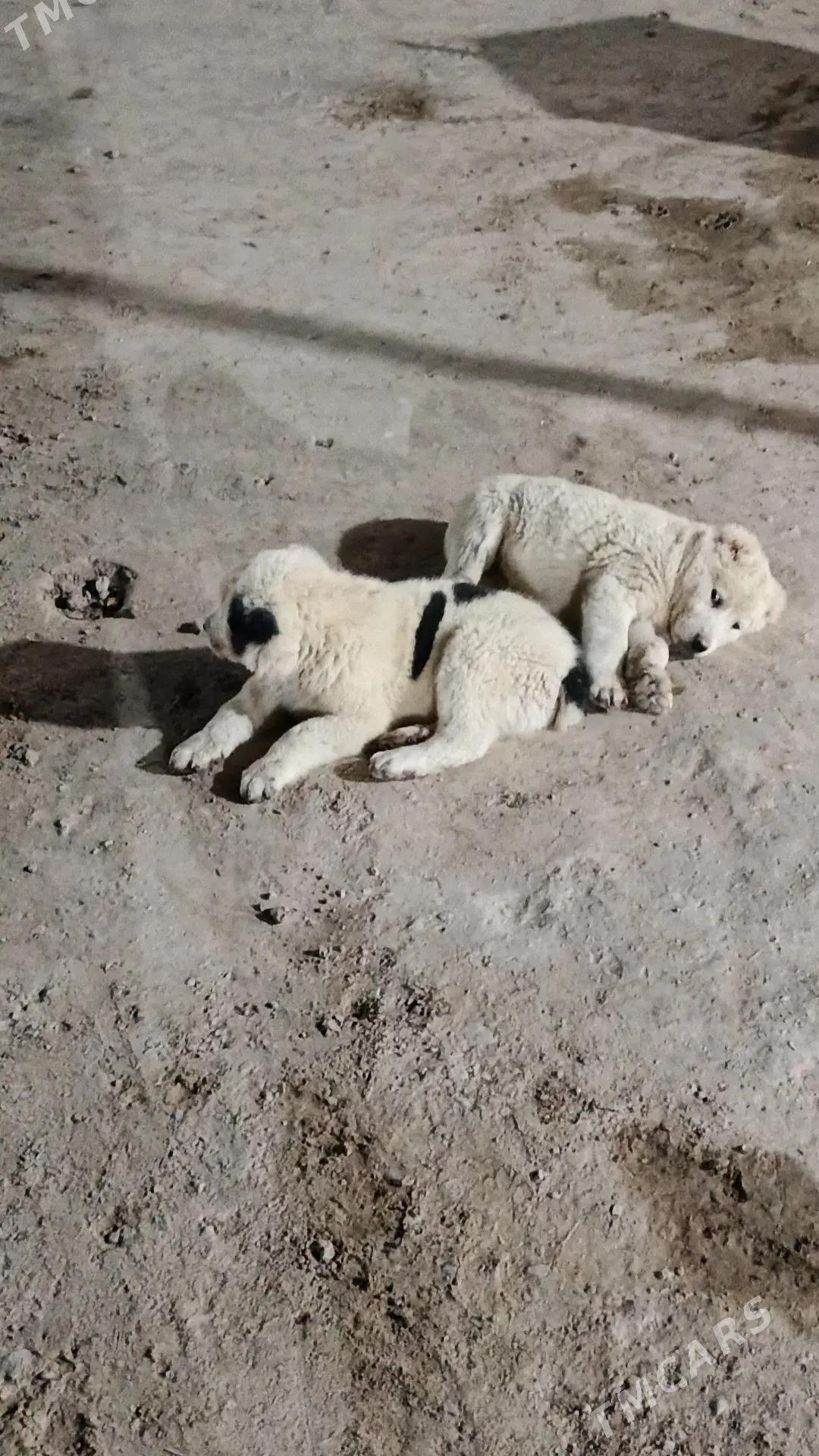 çopan it - Туркменабат - img 3