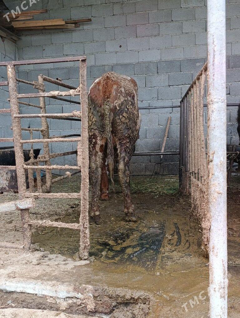 Òkùz - Бахарден - img 3