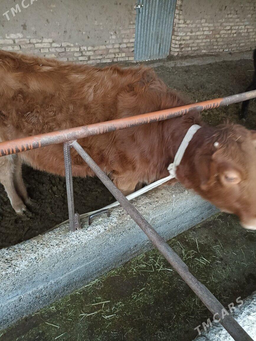 Gulajyn we öküz - Мары - img 3