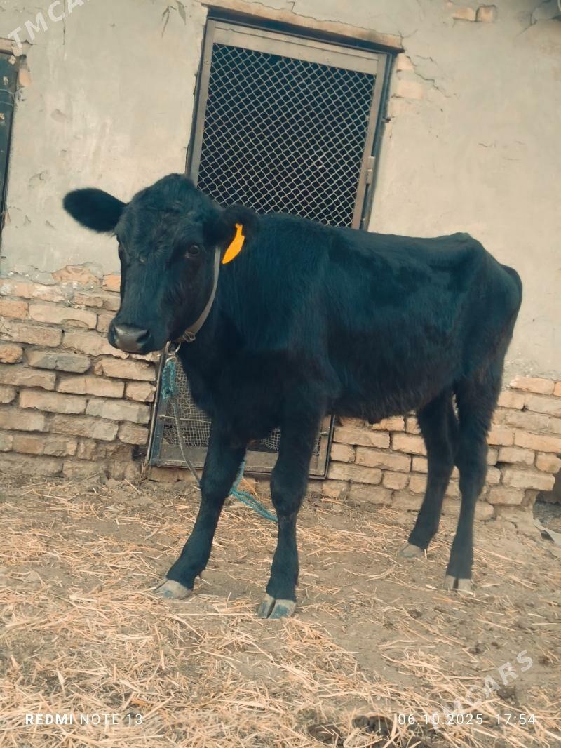 Чорни пйостр унажин - Туркменабат - img 2