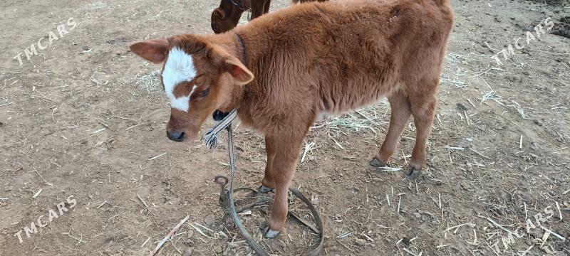 göleli sygyr - Murgap - img 3