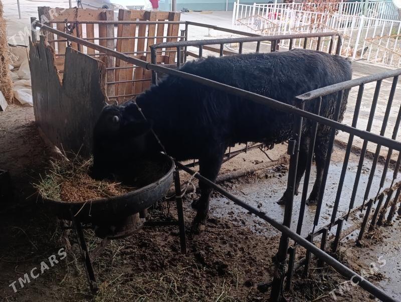 Òkùz - Бахарден - img 2