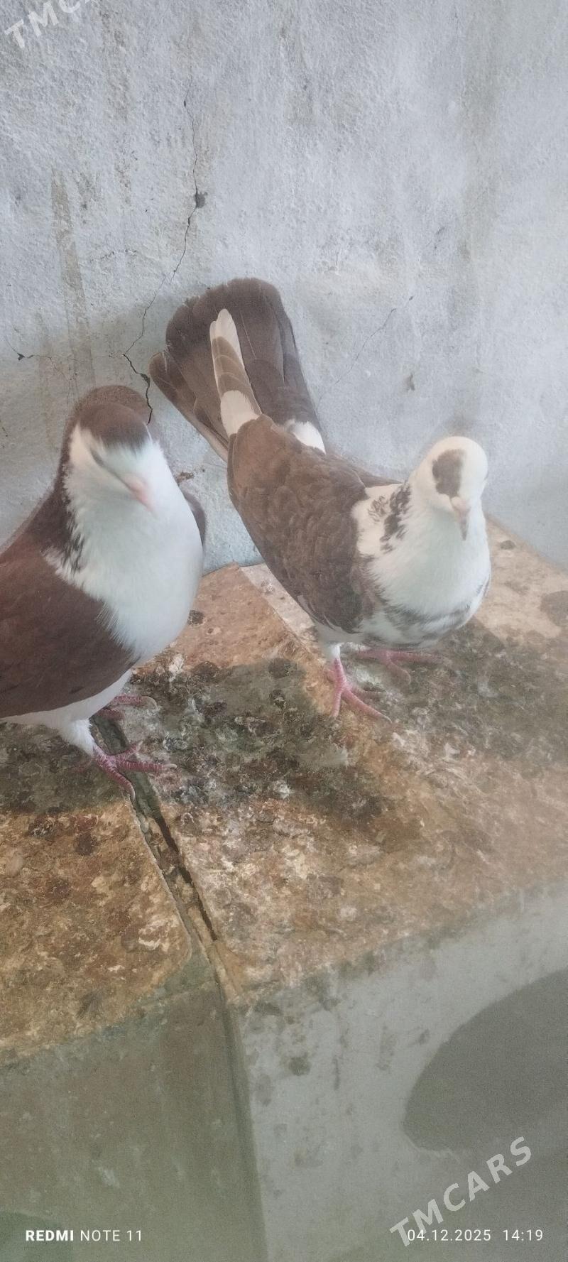 Kepderi - Murgap - img 4