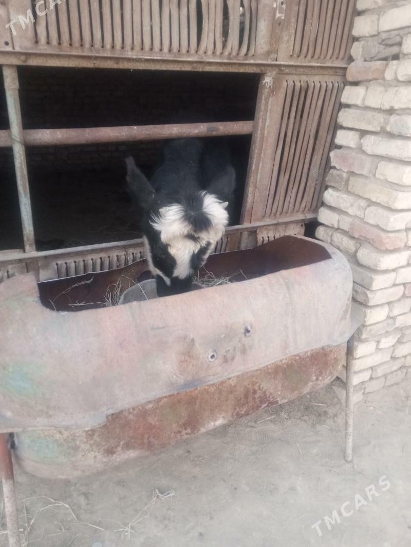 okuz - Murgap - img 5