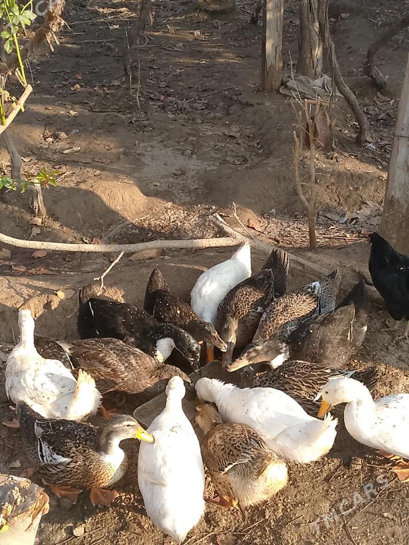 Òrdek - Фарап - img 2