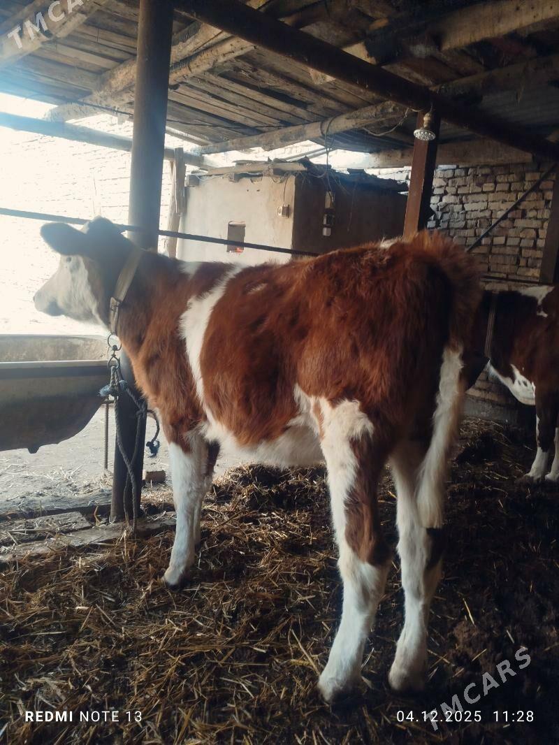 Smental unajyn - Туркменабат - img 1