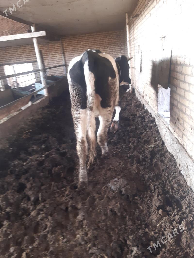 Arassa corny pyostyr - Çärjew - img 2