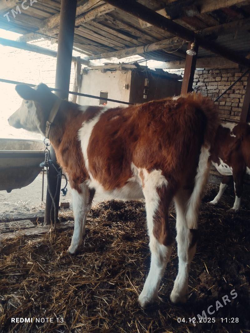 Smental unajyn - Туркменабат - img 2