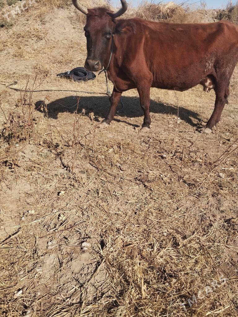 Бакар ялы сыгыр - Sakar - img 2