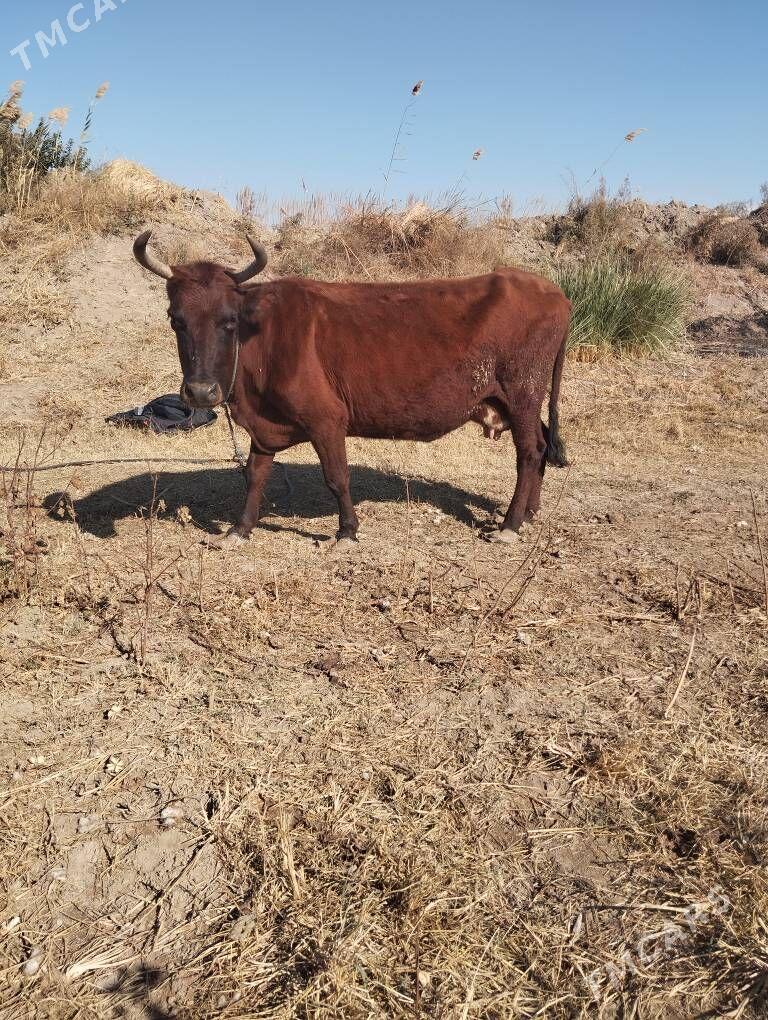 Бакар ялы сыгыр - Sakar - img 3