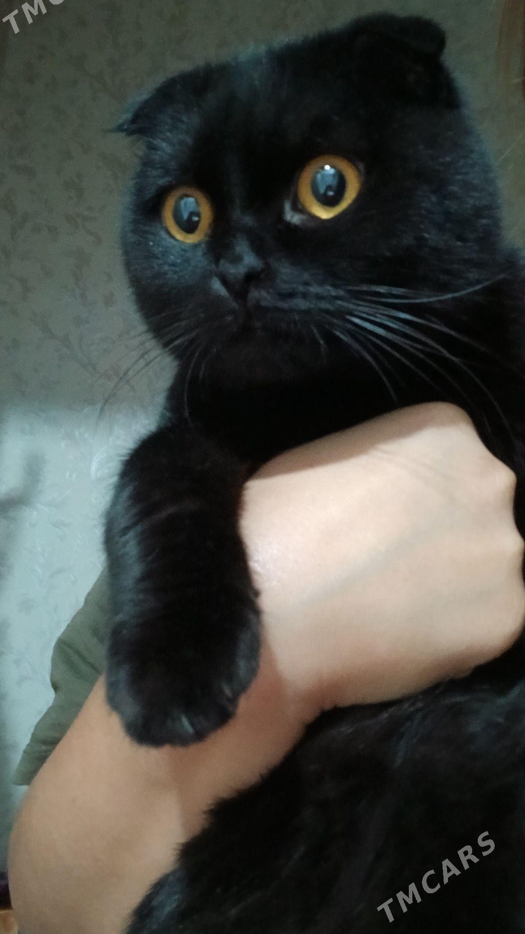 Вислоушка кошка - Туркменабат - img 1