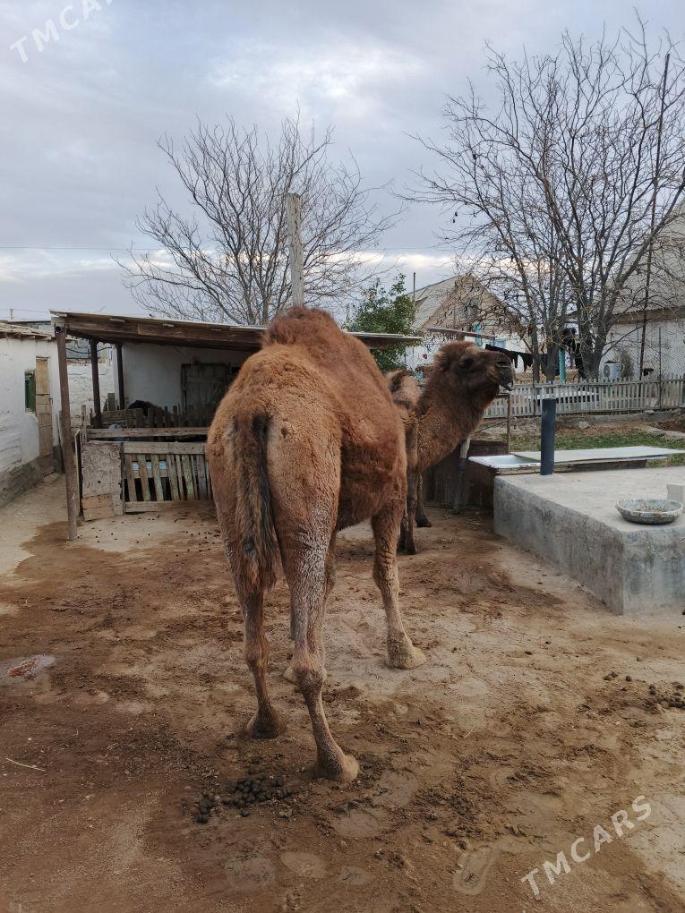 Duye - Gumdag - img 2