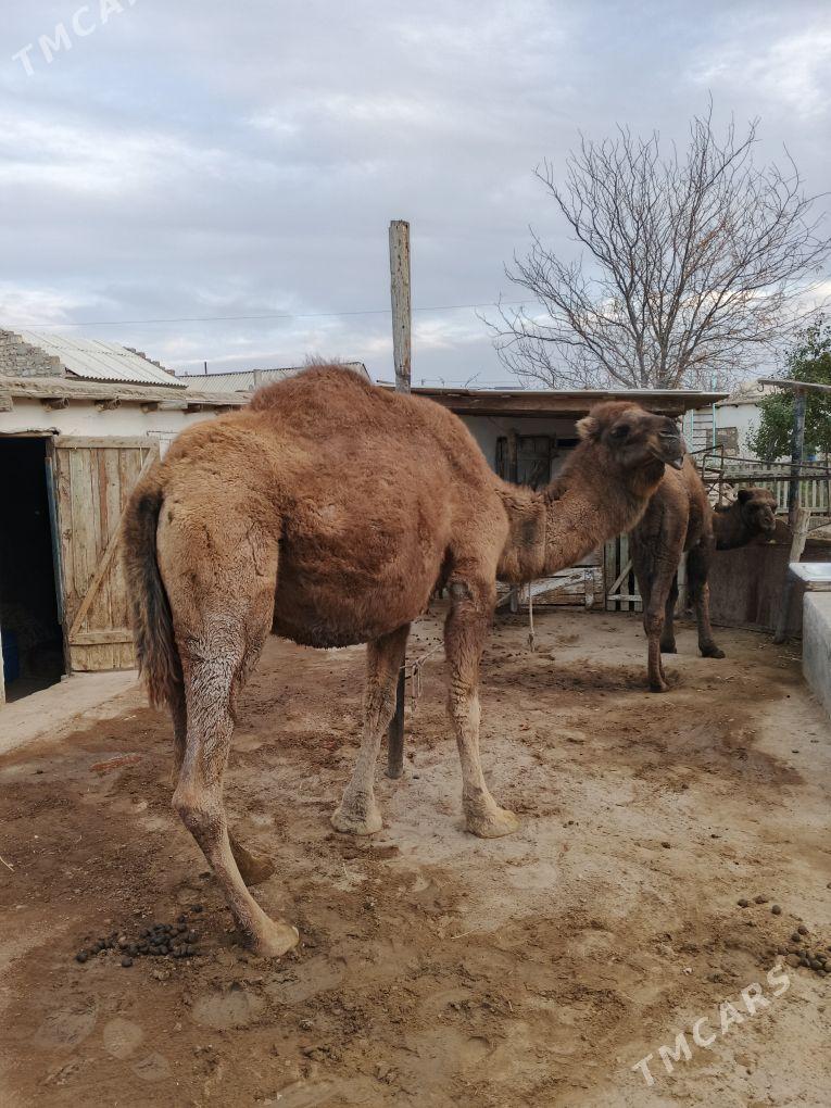 Duye - Gumdag - img 1