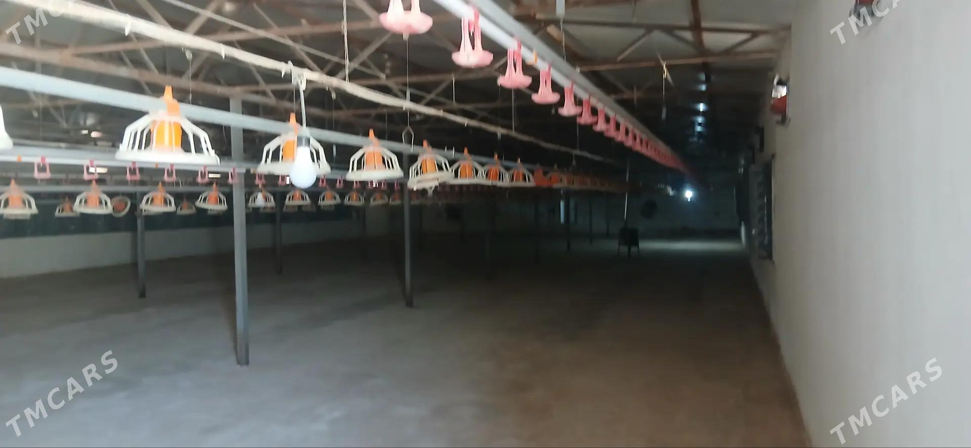 Towuk ferma - Ak bugdaý etraby - img 2