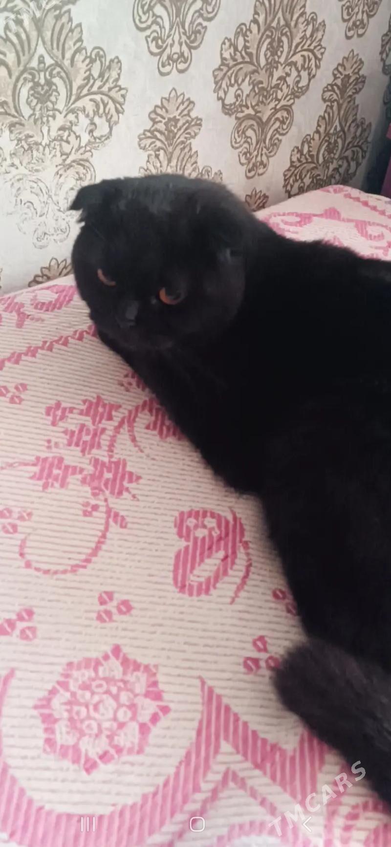 Вислоушка кошка - Туркменабат - img 2