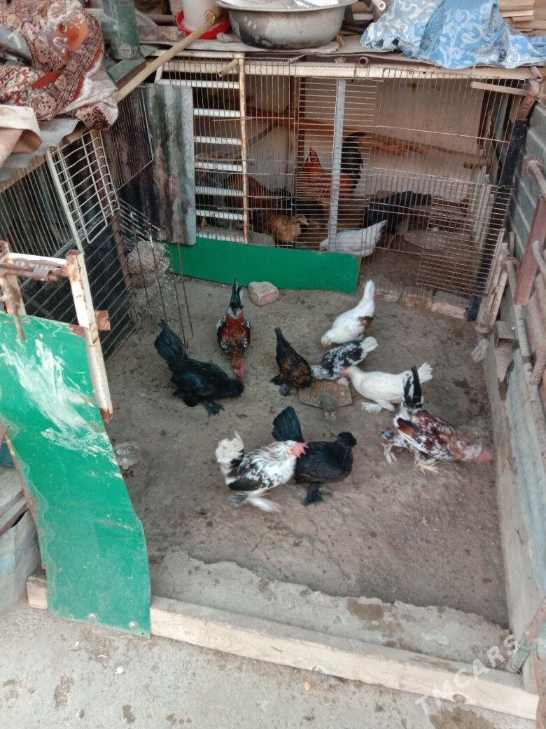 Karlik - Гарадамак - img 9