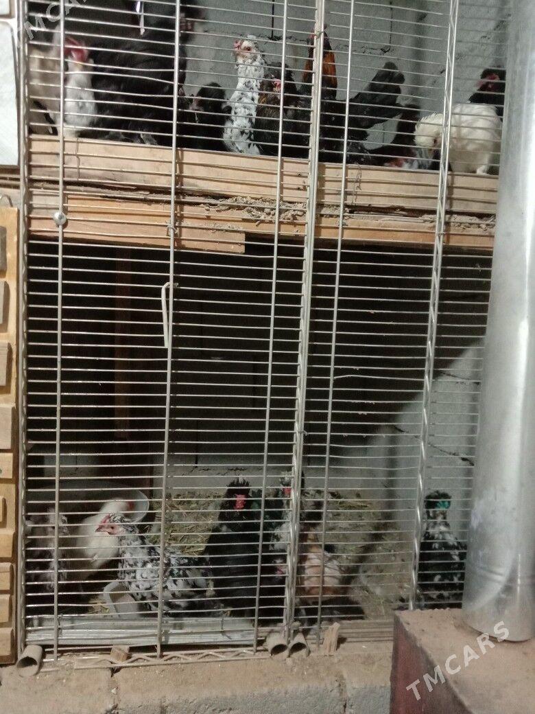 Karlik - Гарадамак - img 2