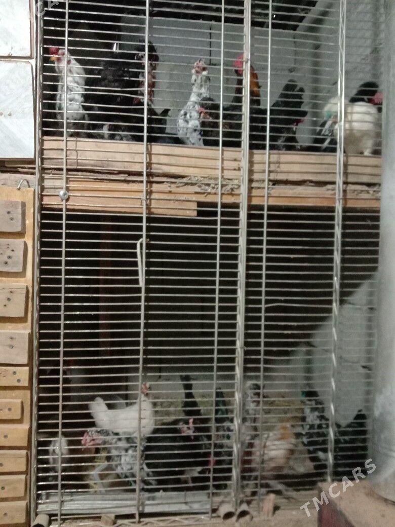 Karlik - Гарадамак - img 3