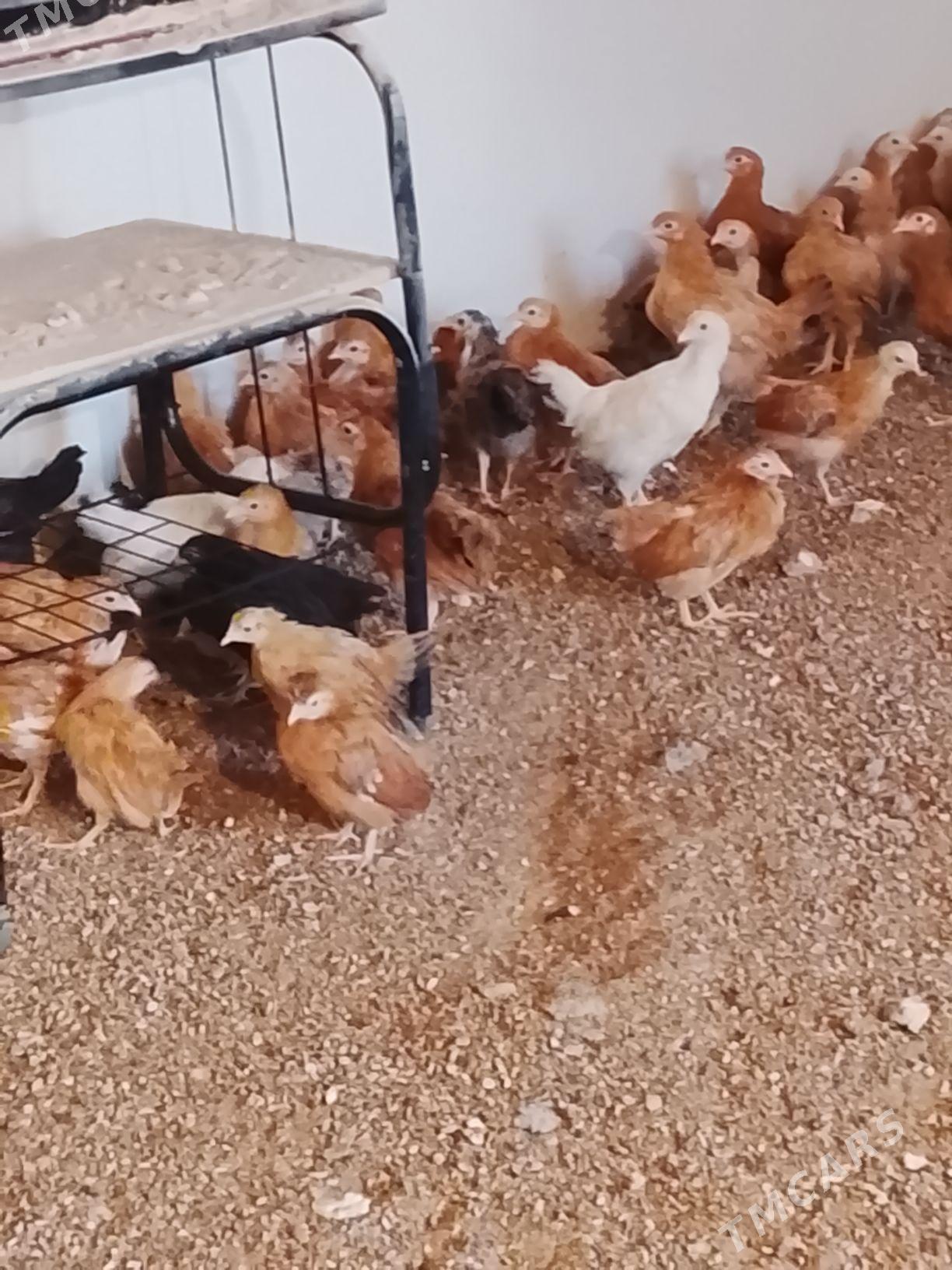 juyje - Гёкдепе - img 2