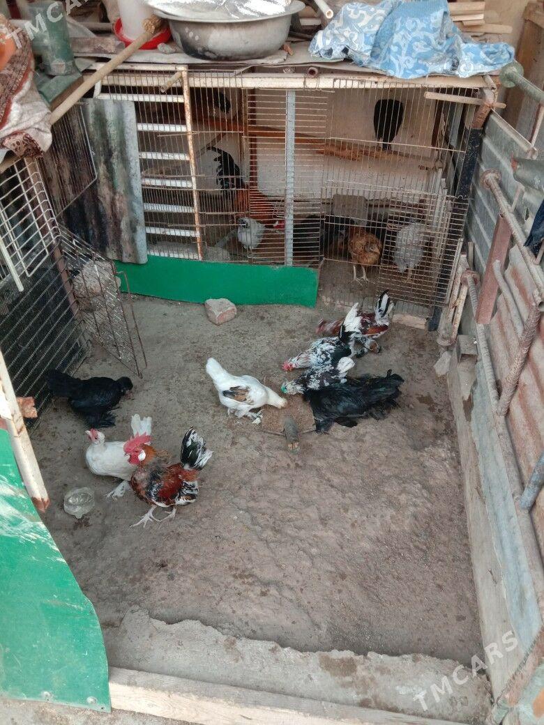 Karlik - Гарадамак - img 5