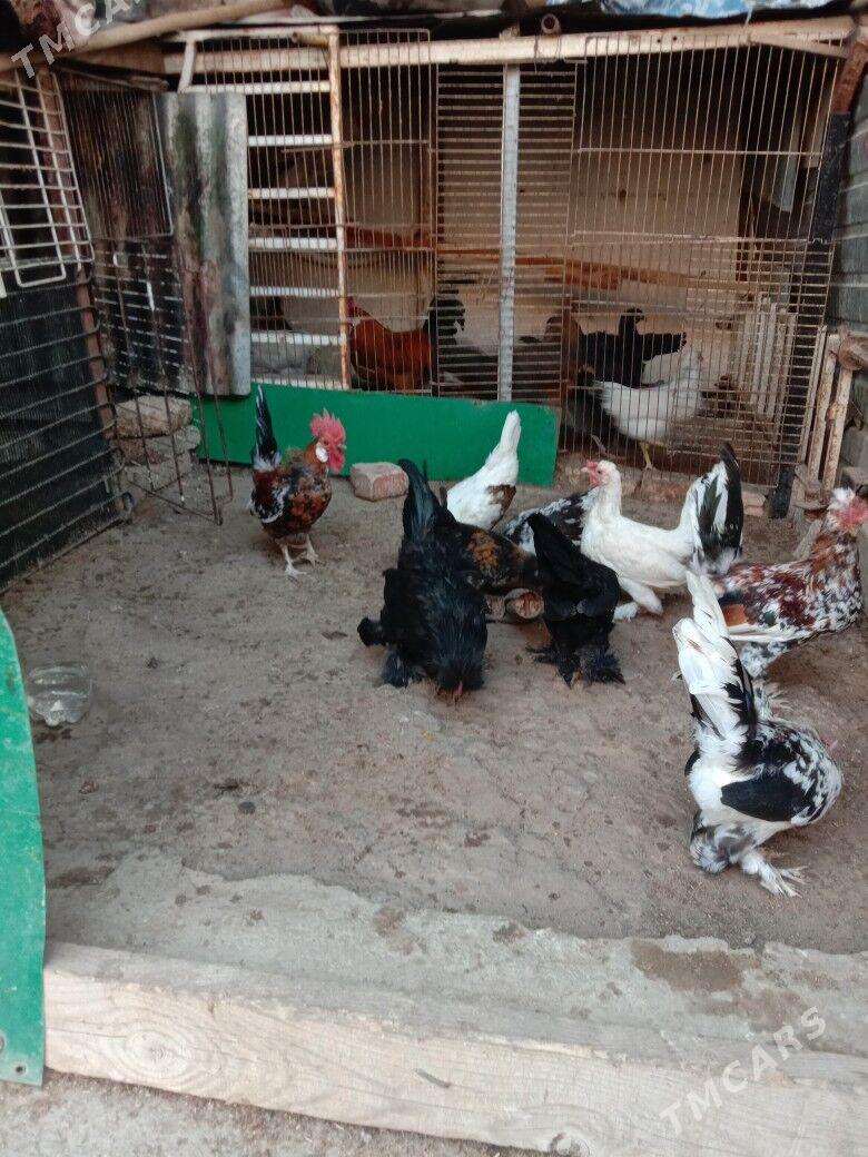 Karlik - Гарадамак - img 8