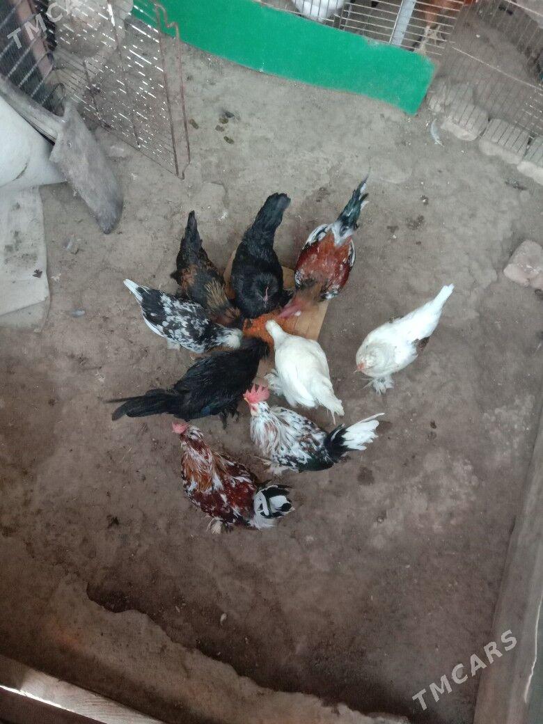 Karlik - Гарадамак - img 4