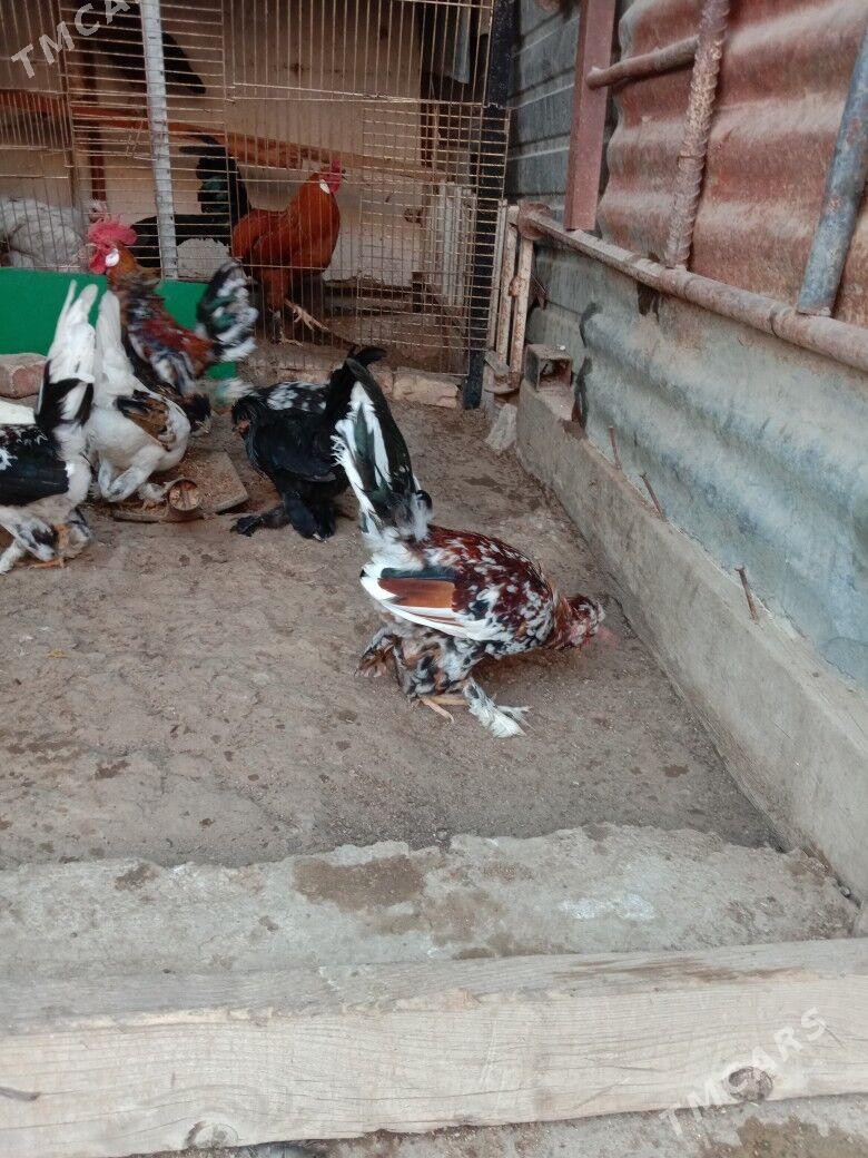 Karlik - Гарадамак - img 6