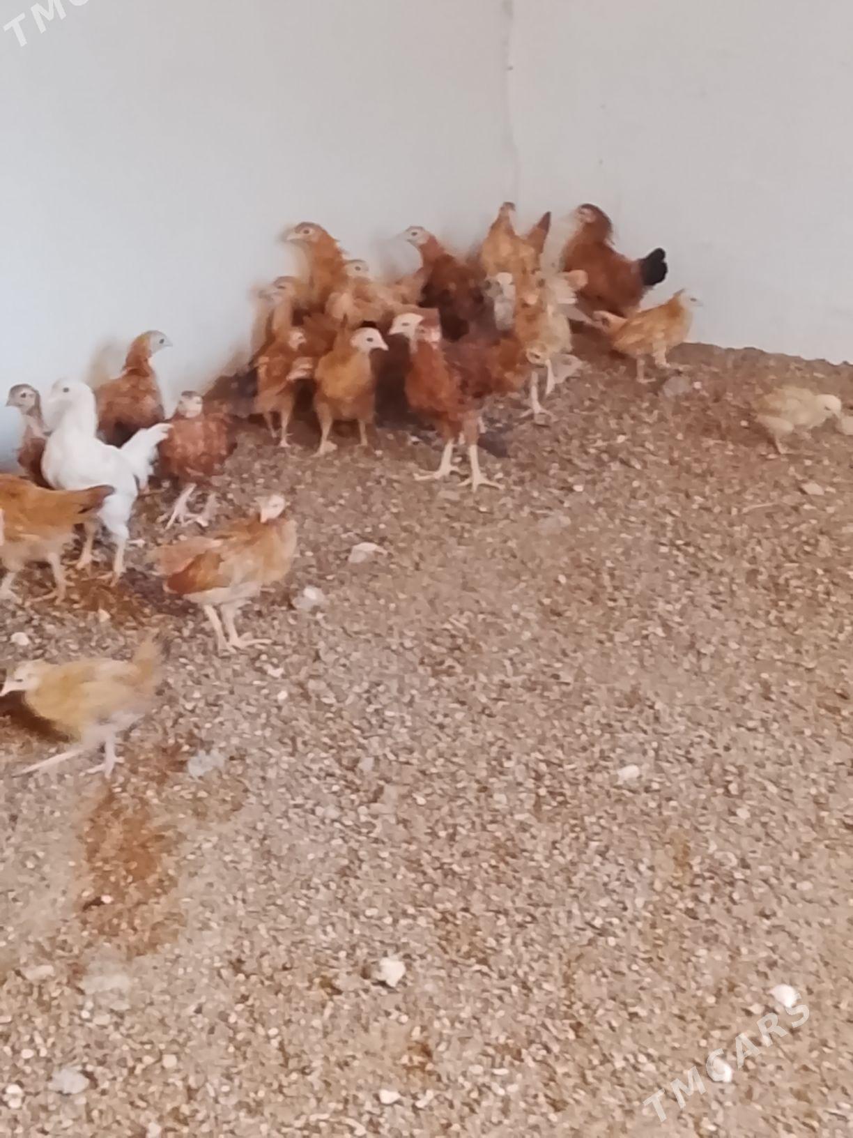 juyje - Гёкдепе - img 3