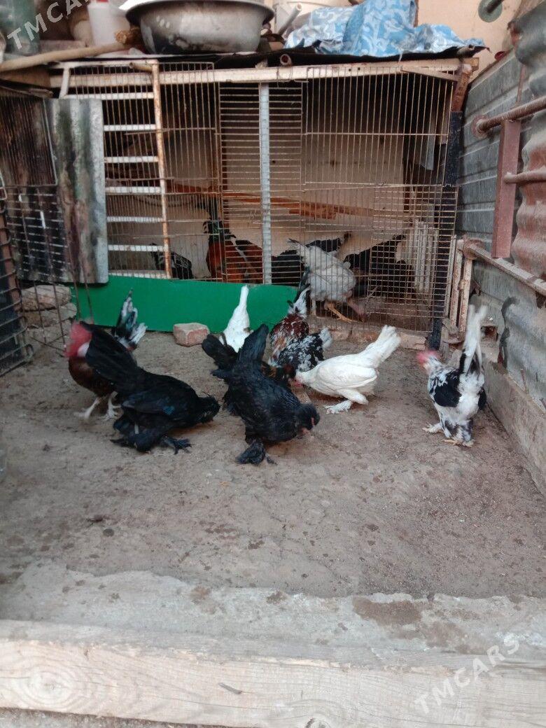 Karlik - Гарадамак - img 7