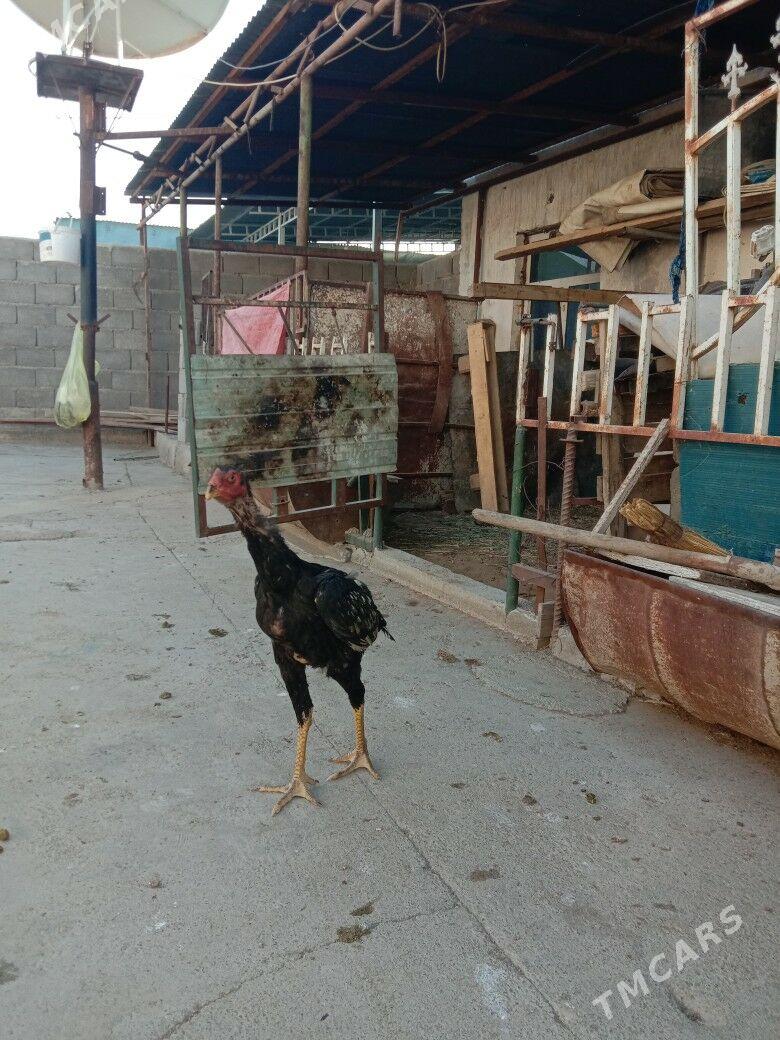 Taskent - Garadamak - img 3