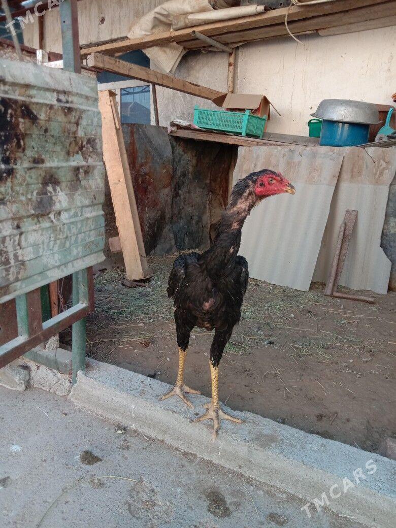 Taskent - Garadamak - img 4