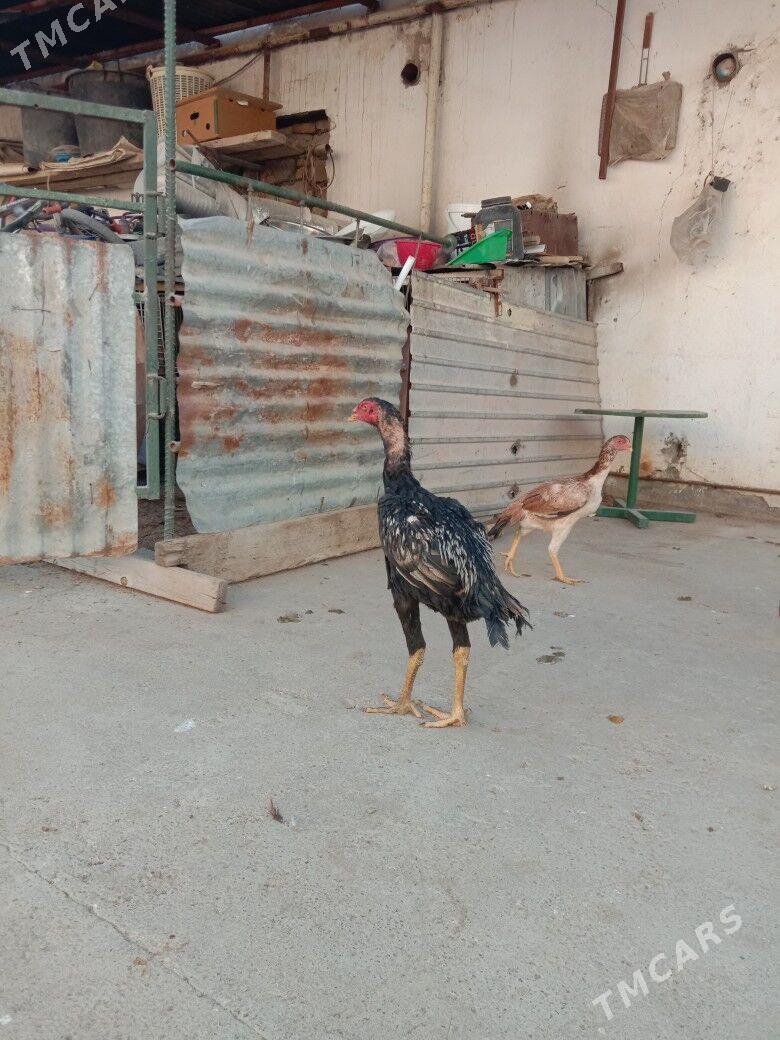 Taskent - Garadamak - img 2