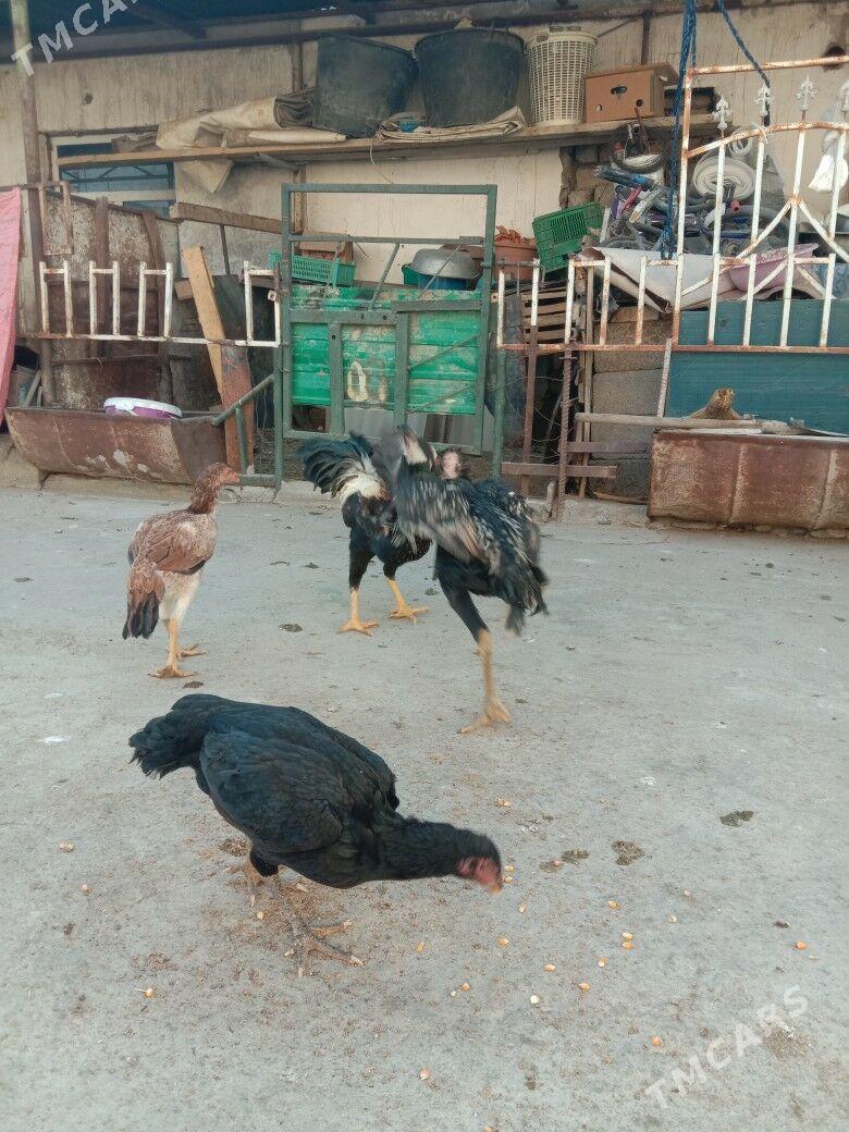 Taskent - Garadamak - img 5