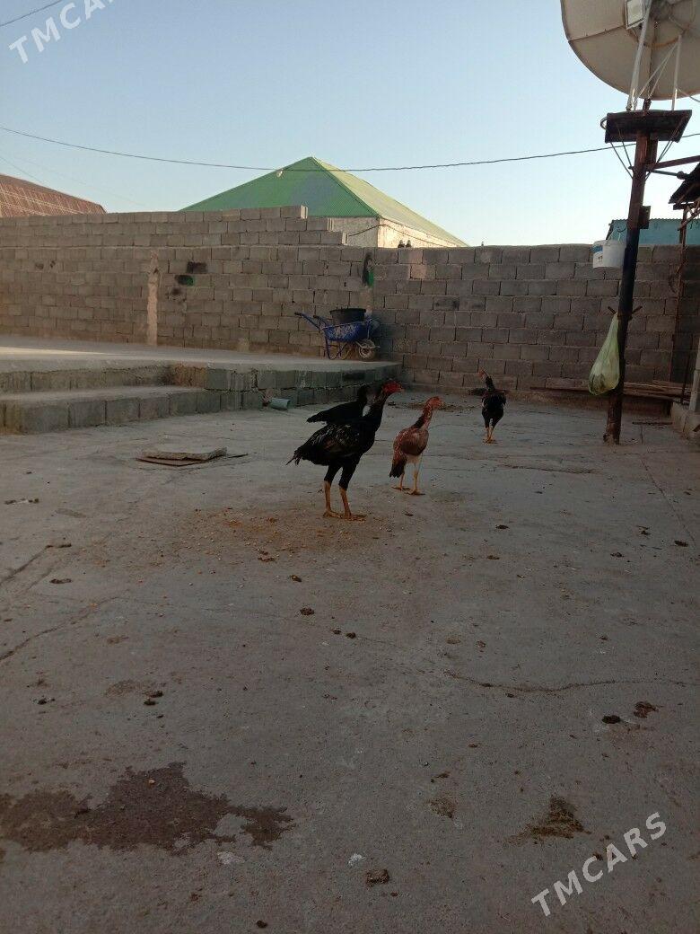 Taskent - Garadamak - img 7