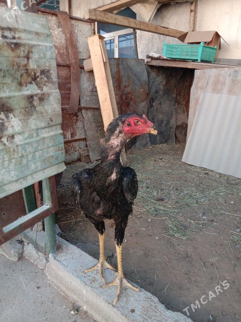 Taskent - Garadamak - img 6