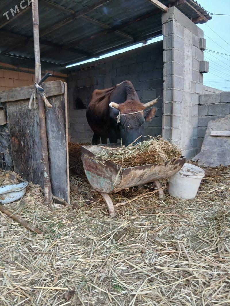 sygyr - Гёкдепе - img 6