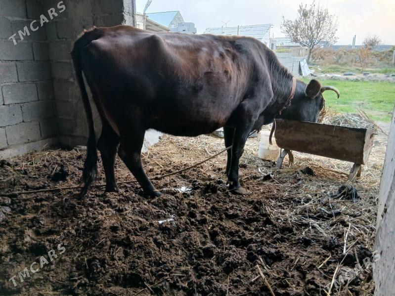 sygyr - Гёкдепе - img 2