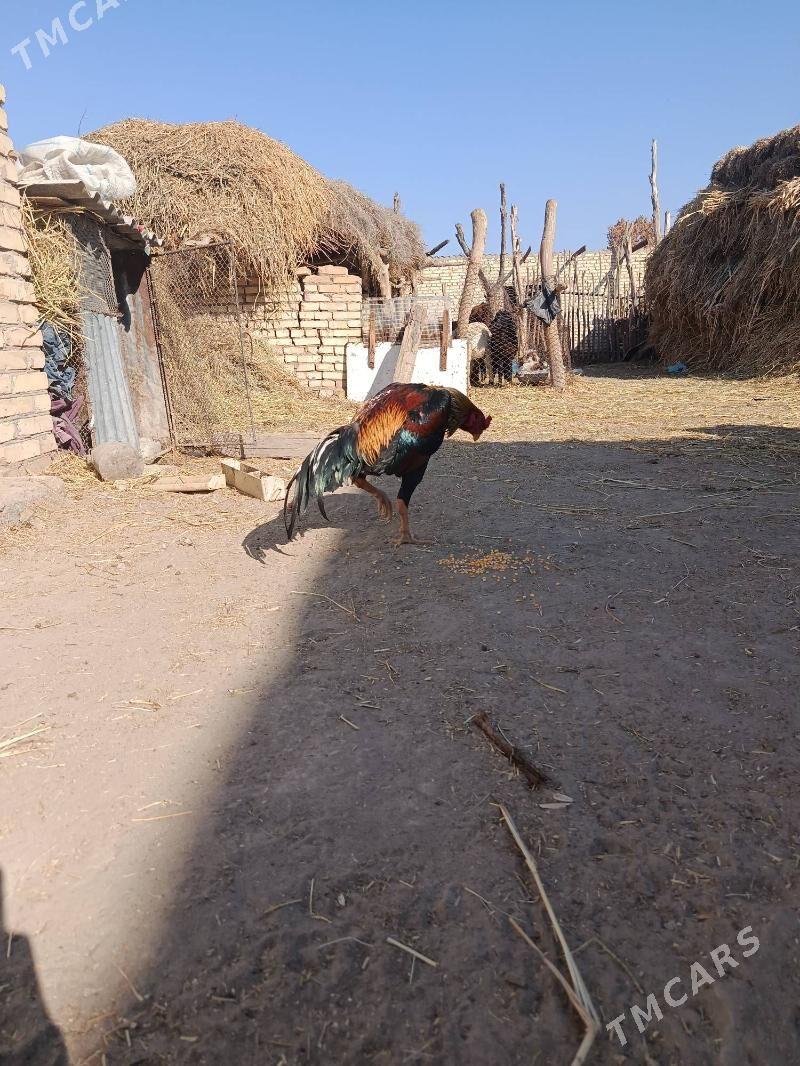 Horaz - Дянев - img 3