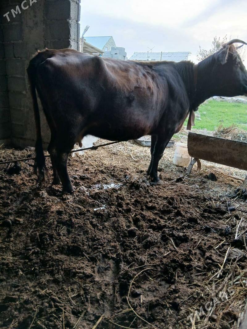 sygyr - Гёкдепе - img 4