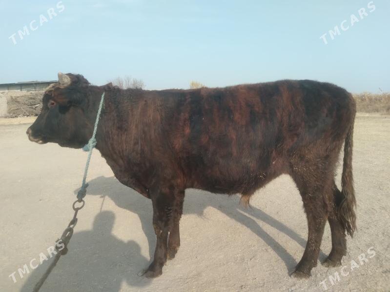 baklyk öküz - Туркменабат - img 2