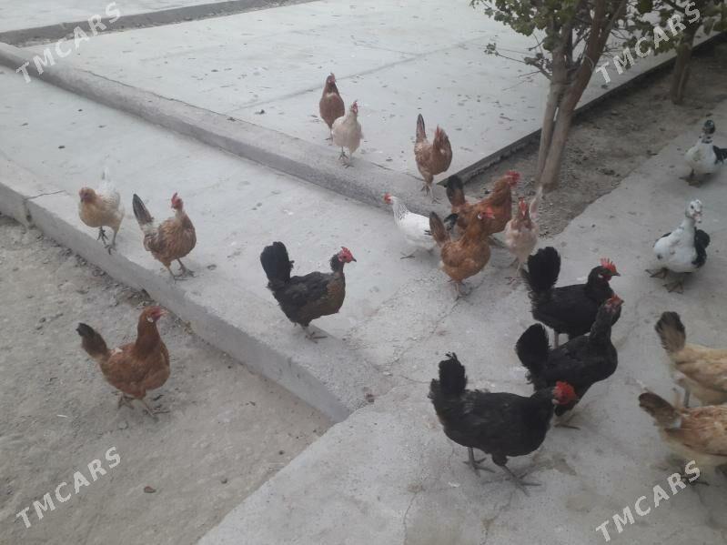 Towuk ördek - Ýaşlyk - img 2