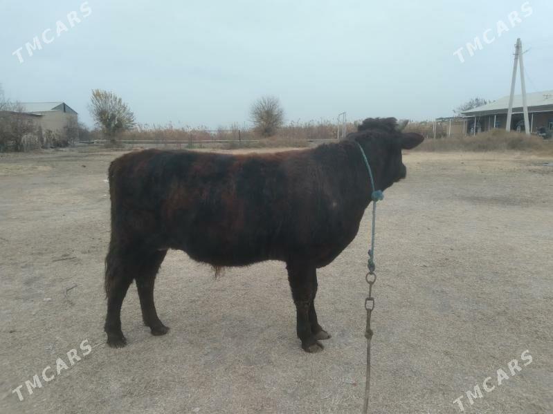 baklyk öküz - Туркменабат - img 5